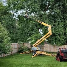 Trusted Arlington, VA Tree Services Experts