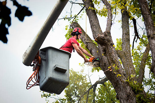 How Our Tree Care Process Works  in  Arlington, VA